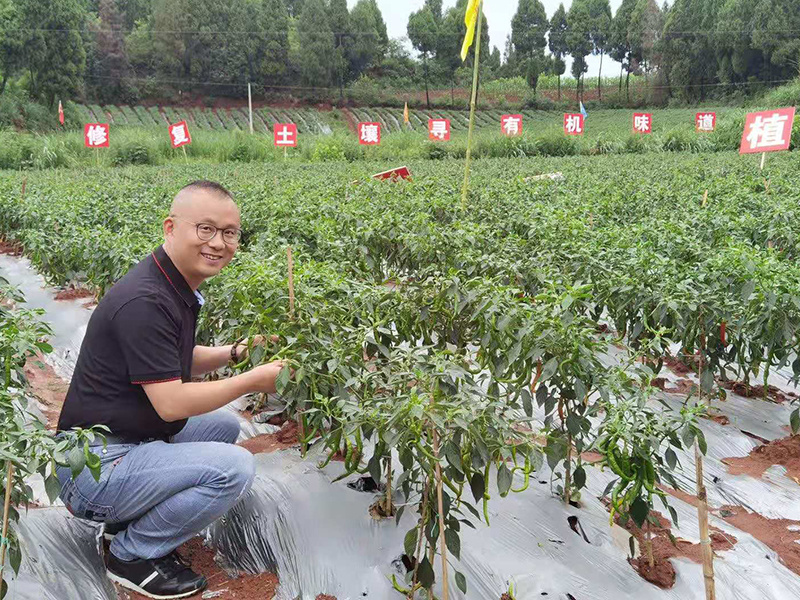 成都鑫鴻望公司辣椒基地
