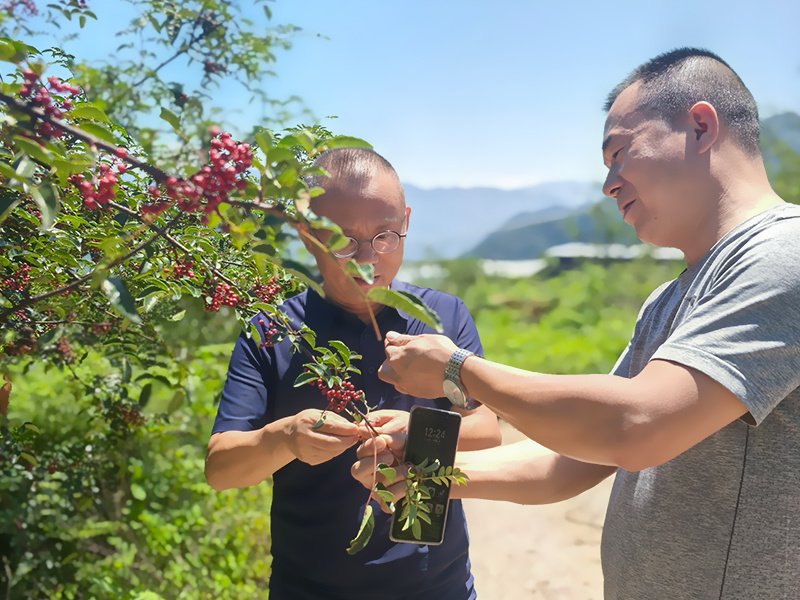 成都鑫鴻望公司花椒基地