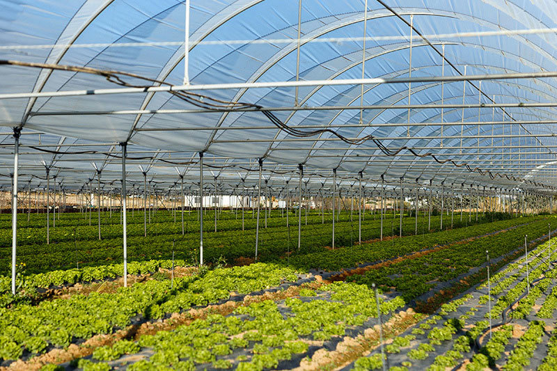 Greenhouse has a significant role and benefits in agricultural production Greenhouse has a significant role and benefits in agricultural production