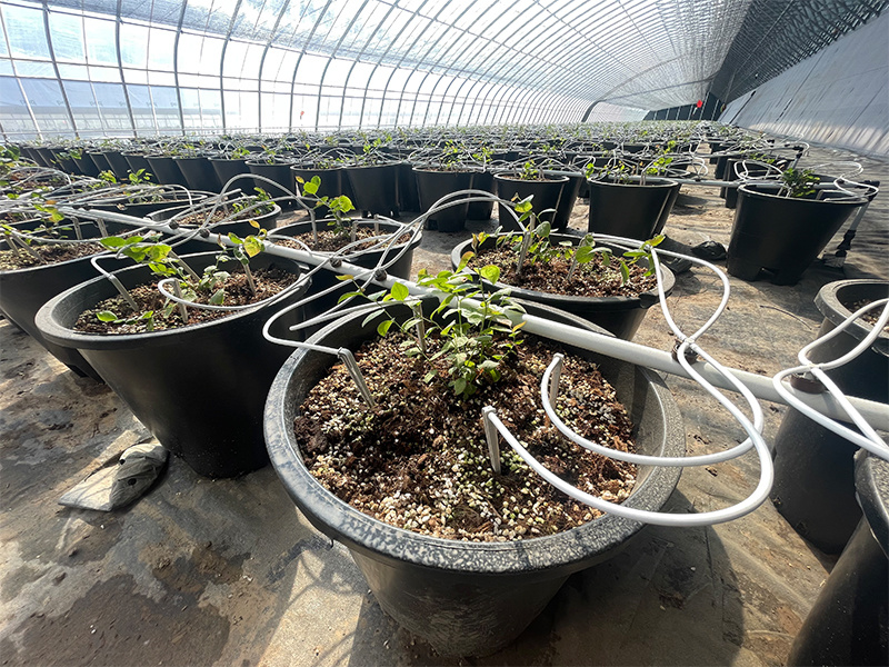 Blueberry substrate pot