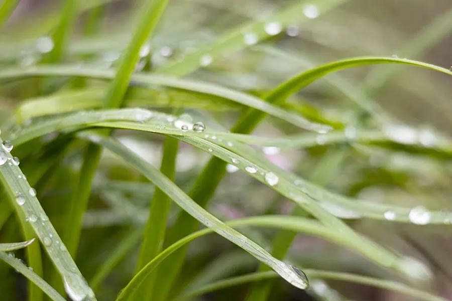 Make weeding easier and more environmentally friendly