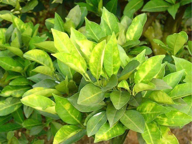 未来两年植保需求依然强劲