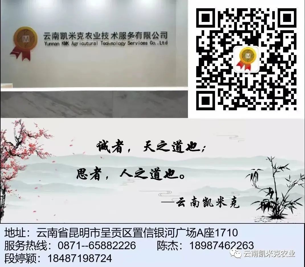 褐条病