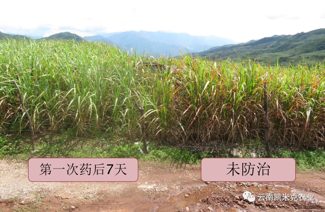 褐条病