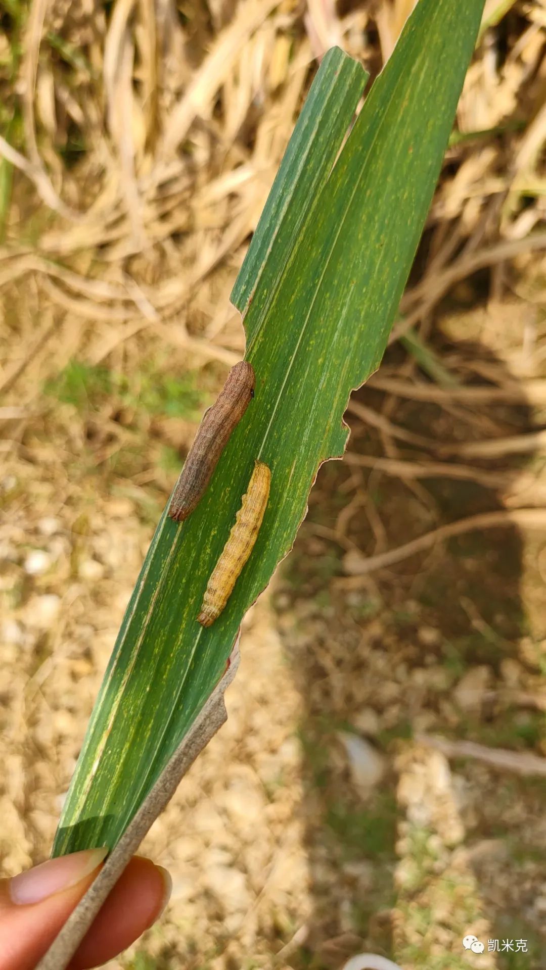 万亩粘虫 防控进行时