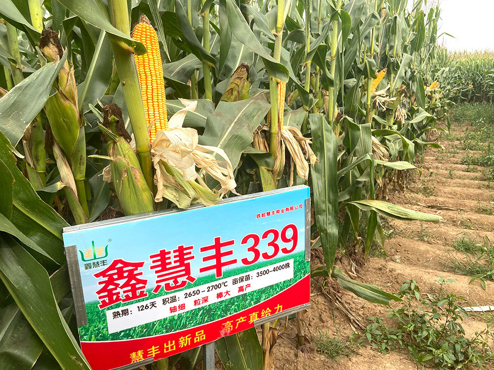 試驗田