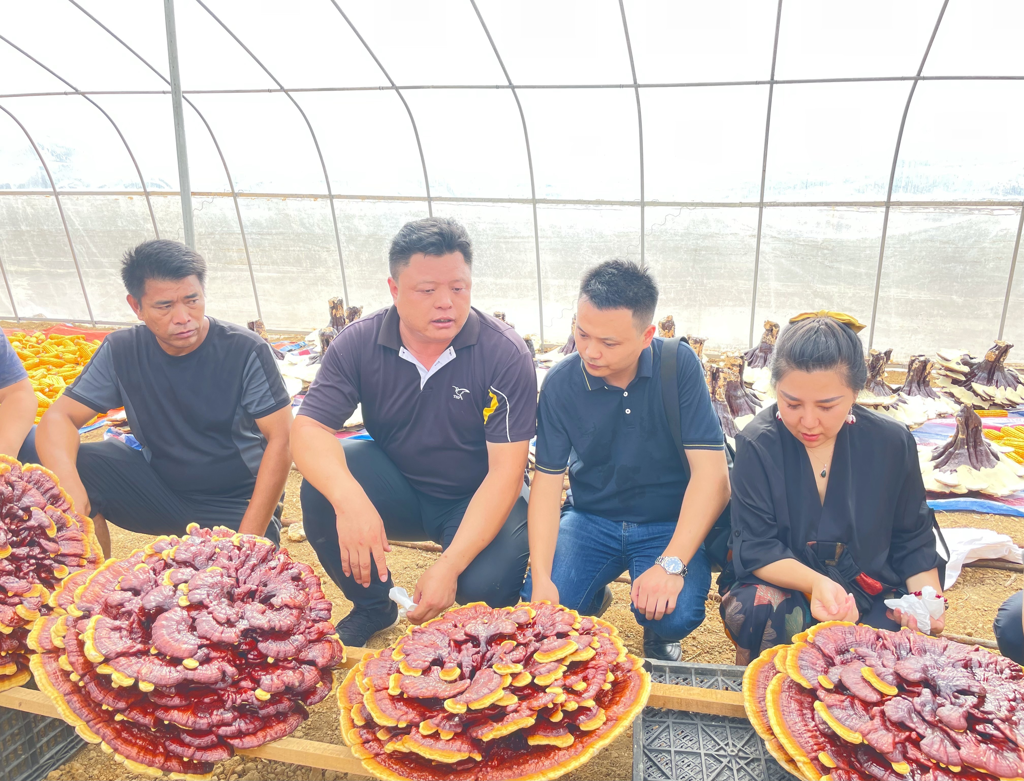 中药材种植基地