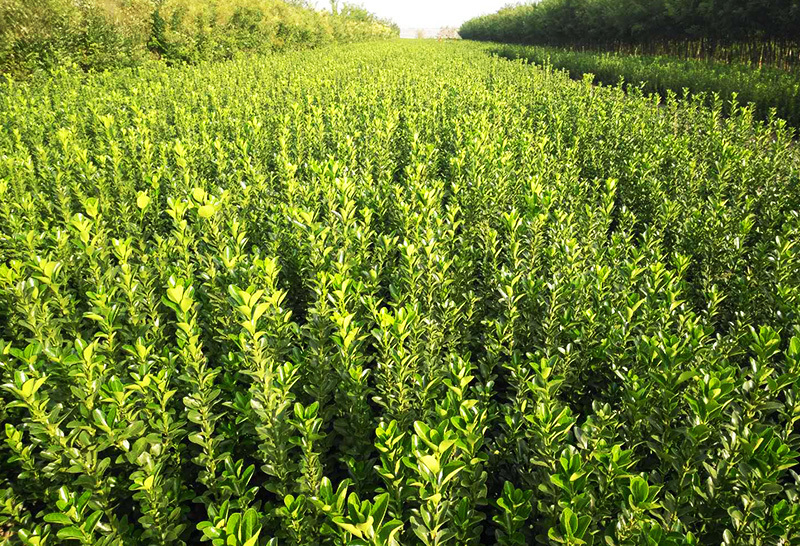 种植基地4