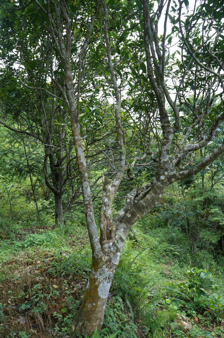 桂林漓江茶廠有限公司