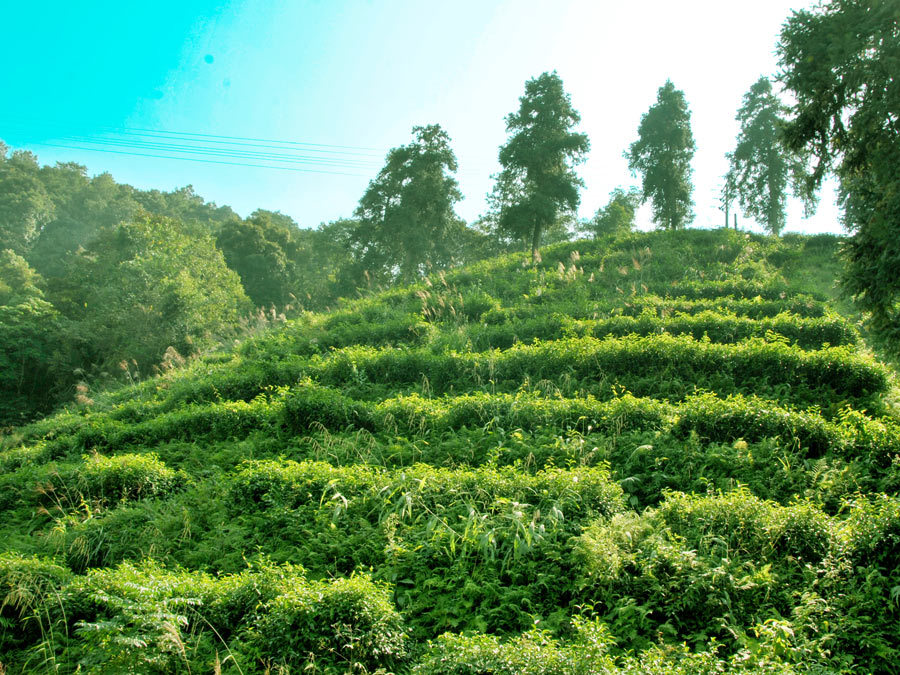 龍勝茶園基地