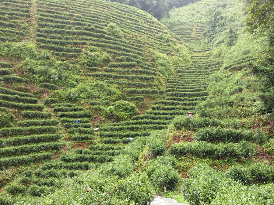 龍勝茶園基地