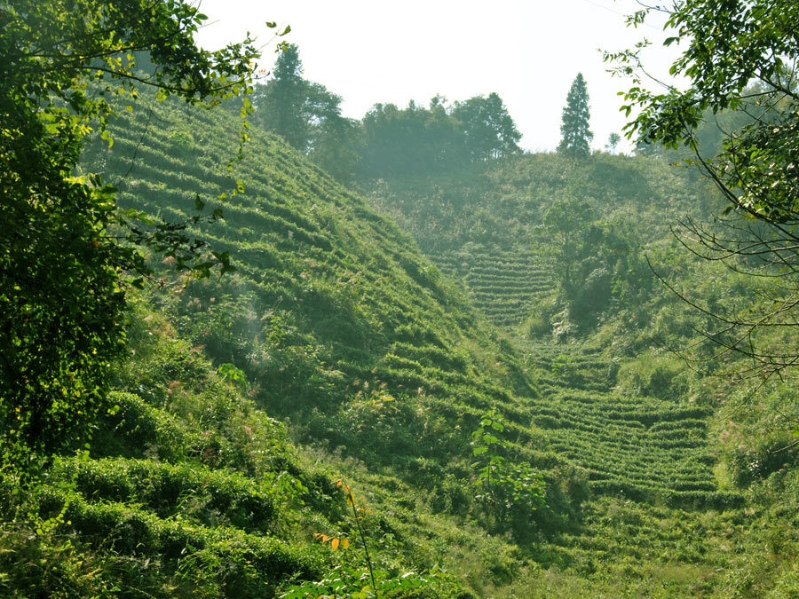 漓江茶厂：品味自然，领略茶韵