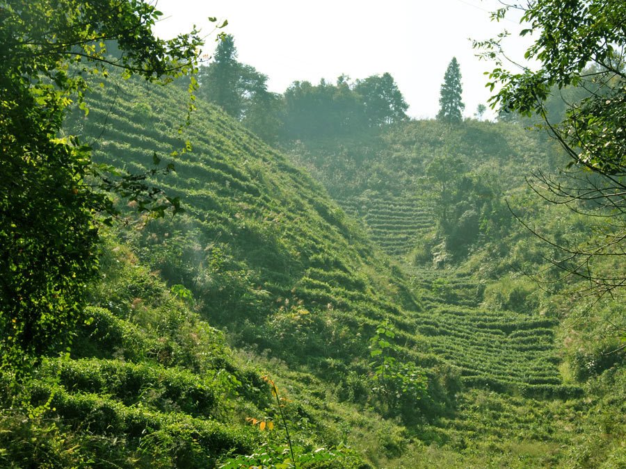 龍勝茶園基地