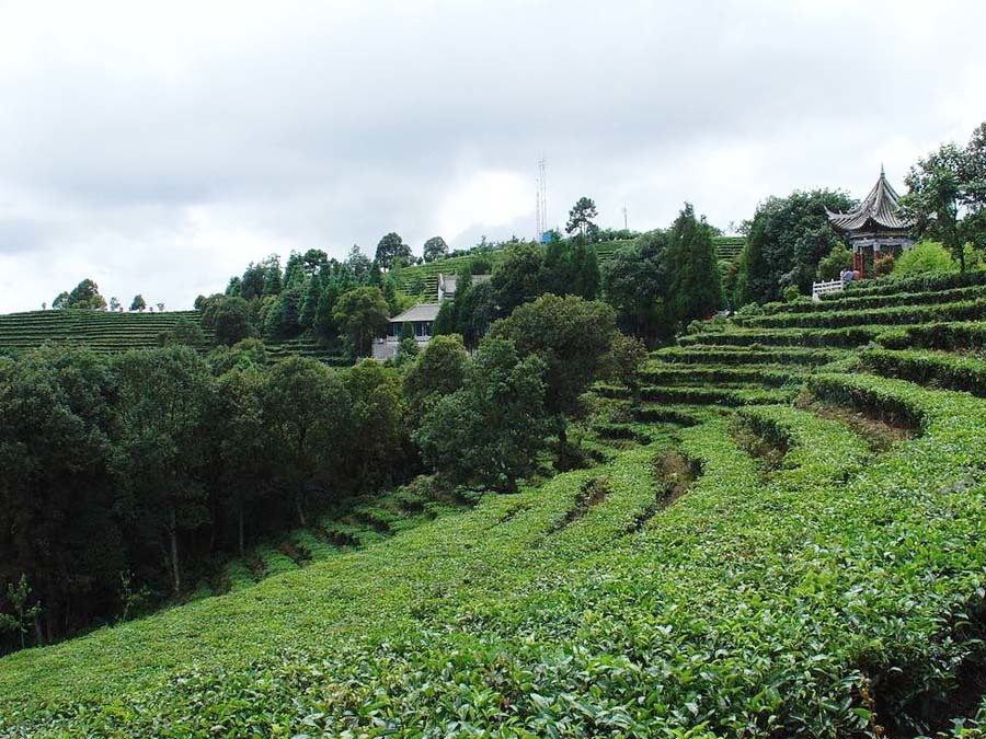 全州茶園基地