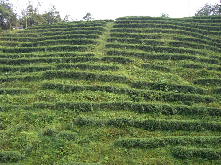 桂林漓江茶廠有限公司