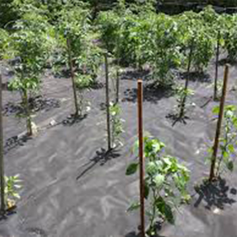 Black Weed Barrier