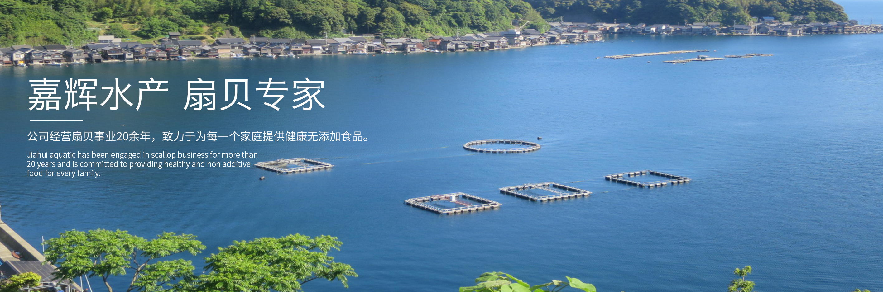 嘉輝水產(chǎn)扇貝專(zhuān)家