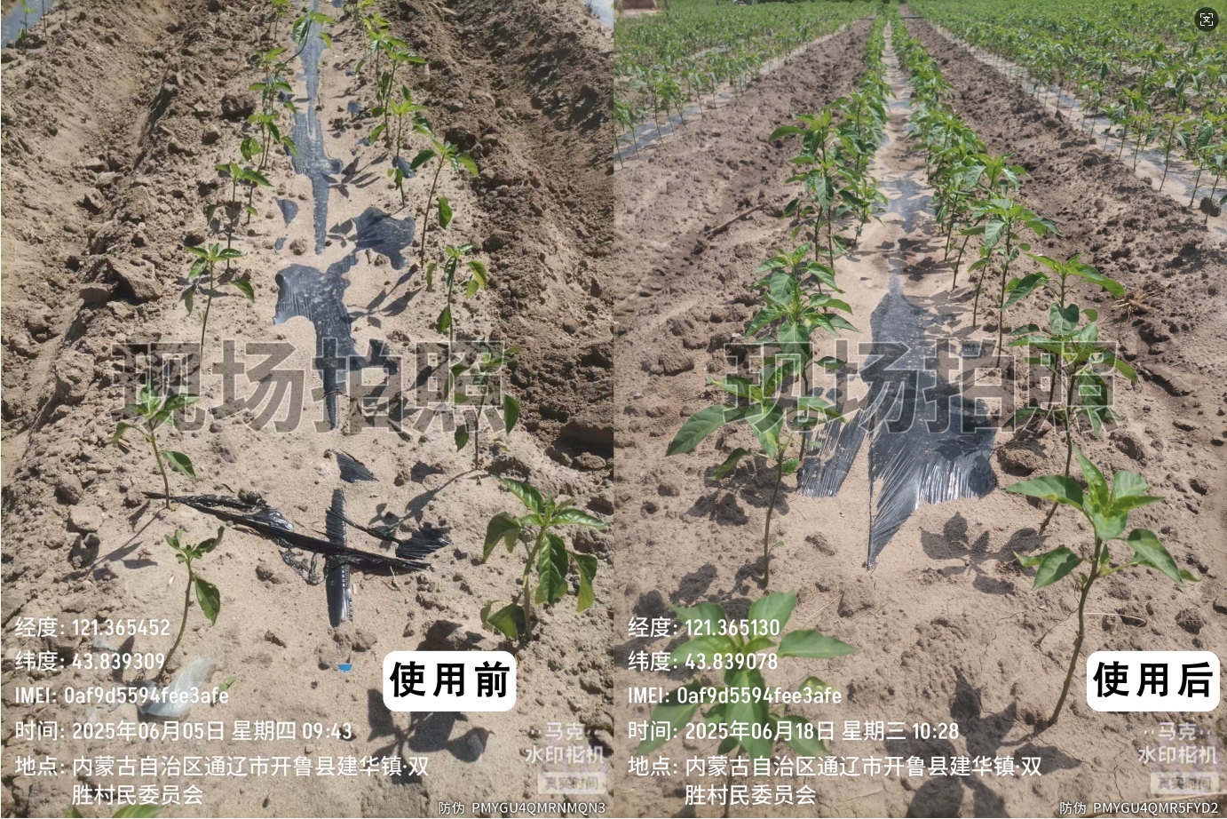 【中倉示范田】內蒙古通遼開魯辣椒示范田：泰多肉小分子肽水溶肥助力作物煥發生機