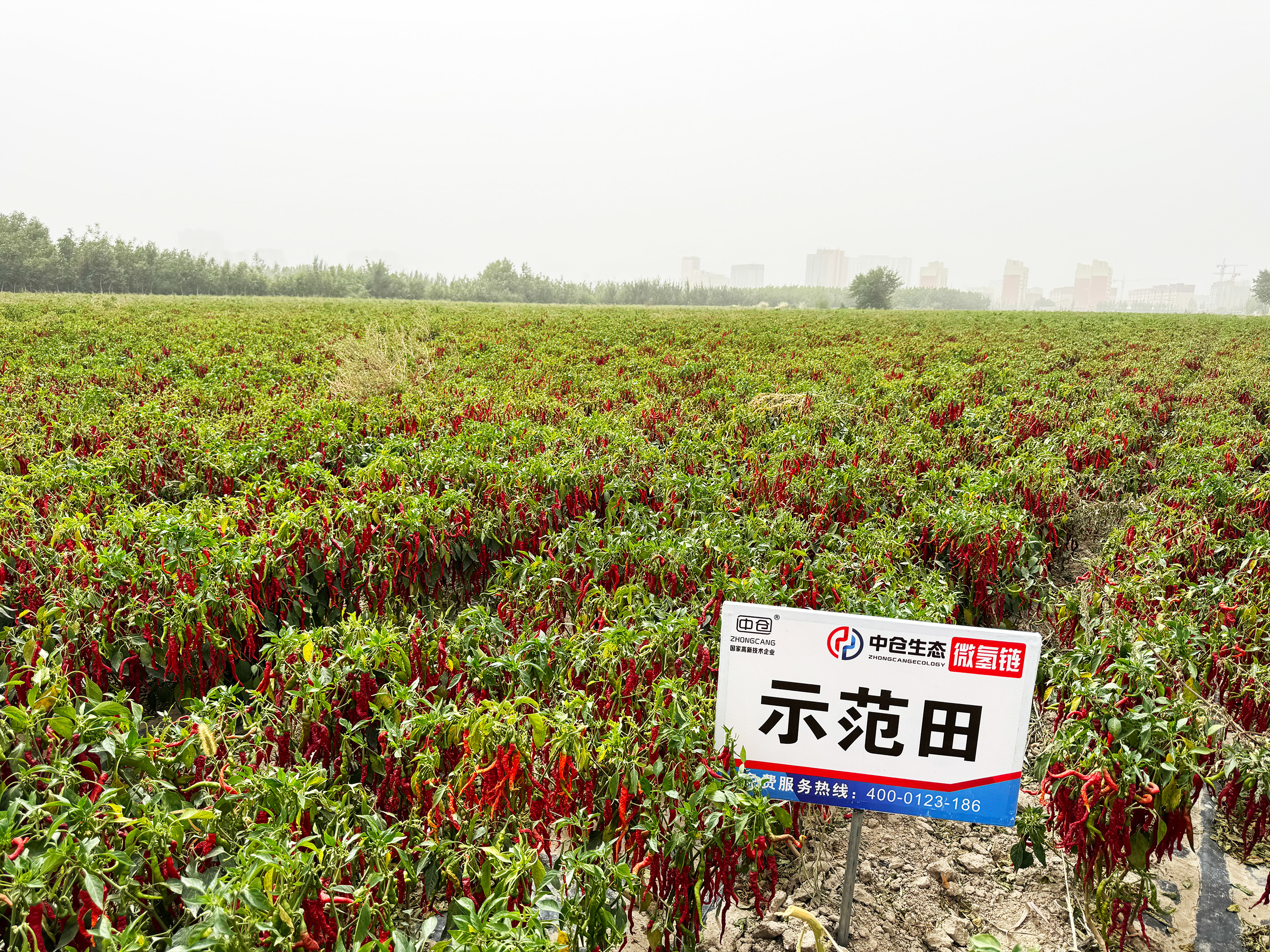 新疆自治区巴州市和静县辣椒