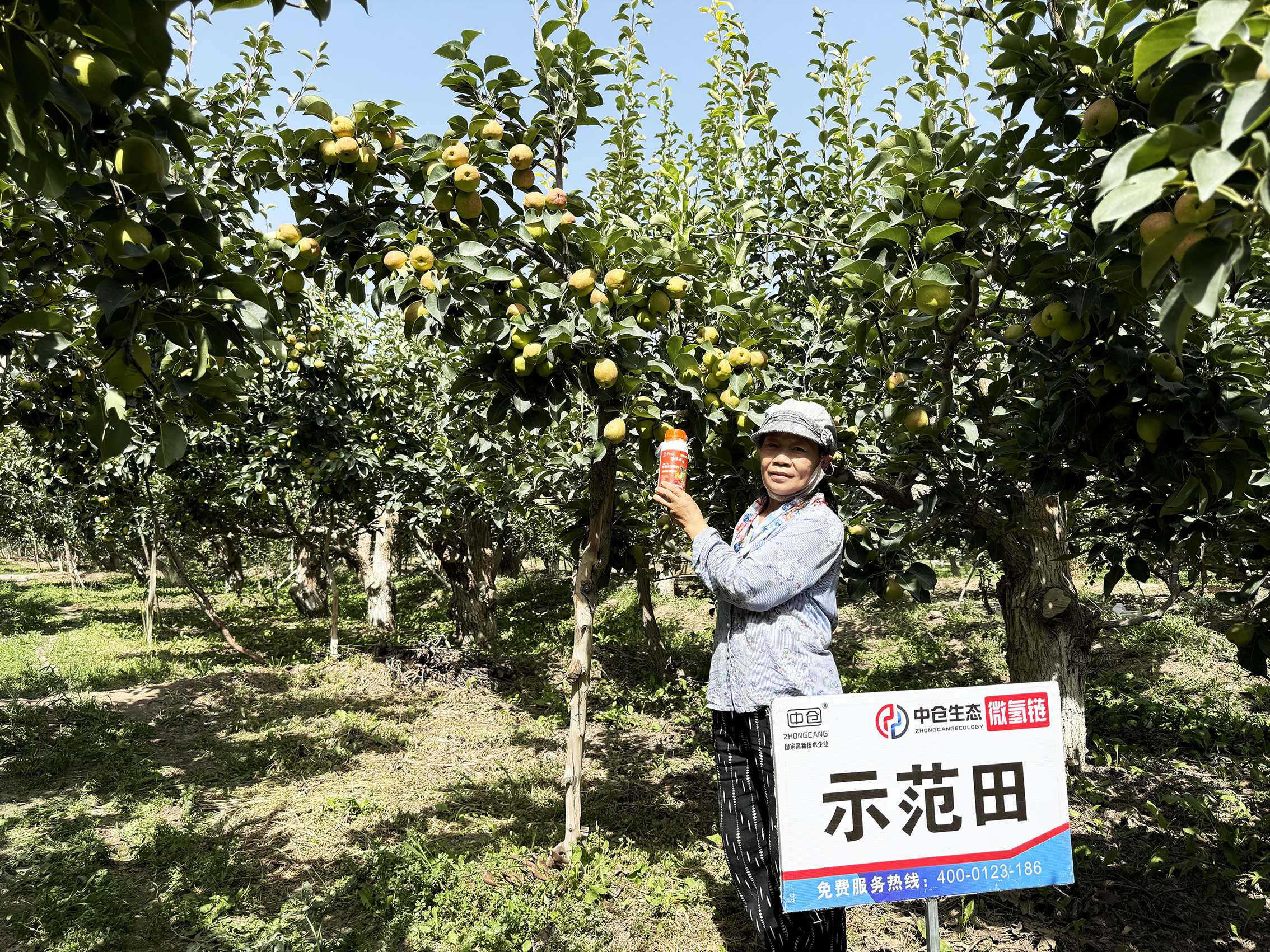 新疆自治區(qū)巴州市28團(tuán)香梨園