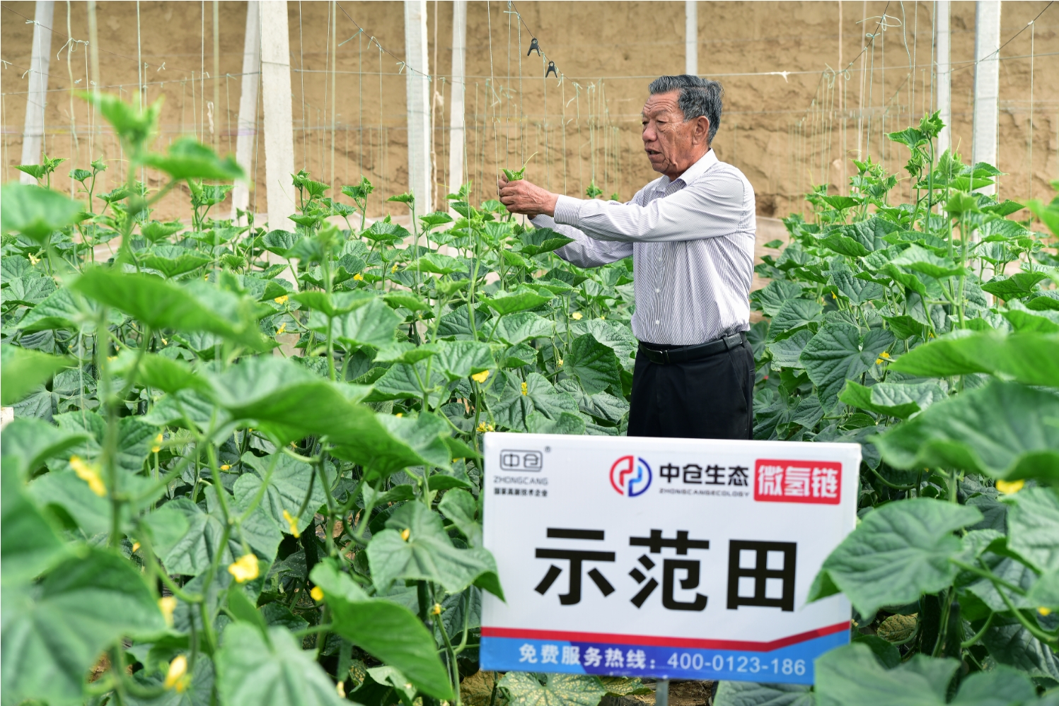 山东省德州市陵城区黄瓜