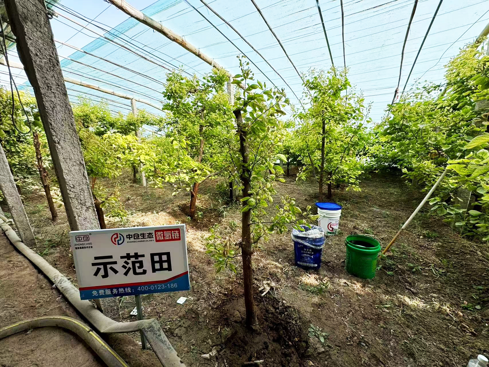 新疆自治區(qū)巴州市28團(tuán)杏樹