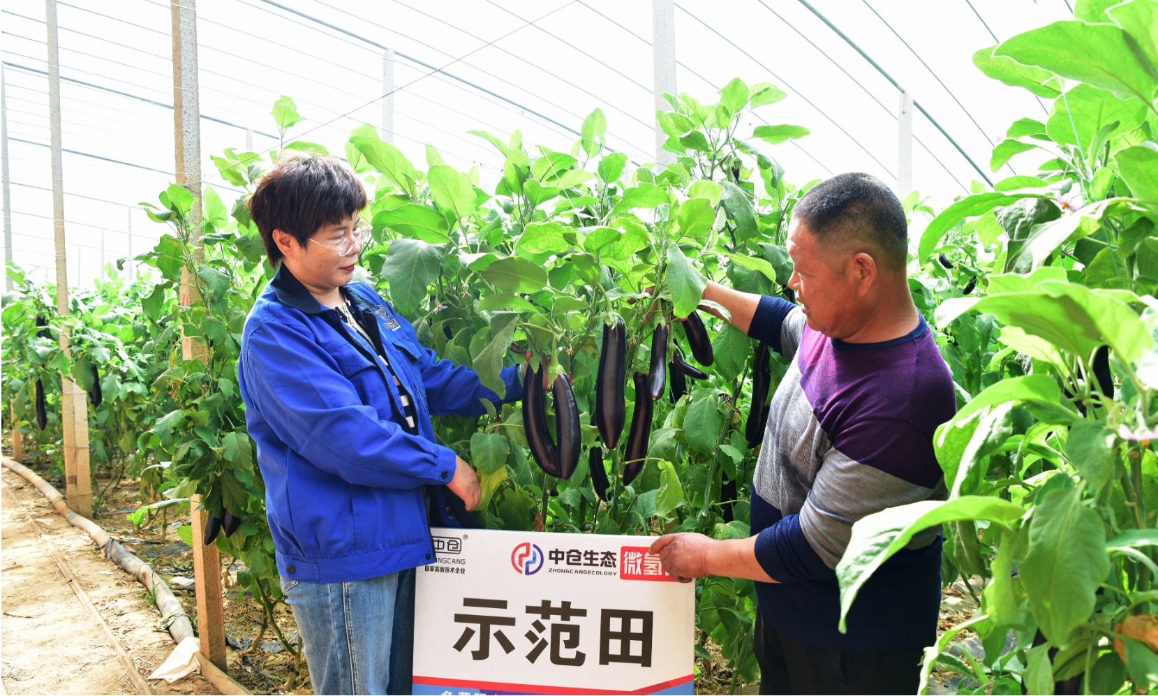 山东省德州市陵城区长茄