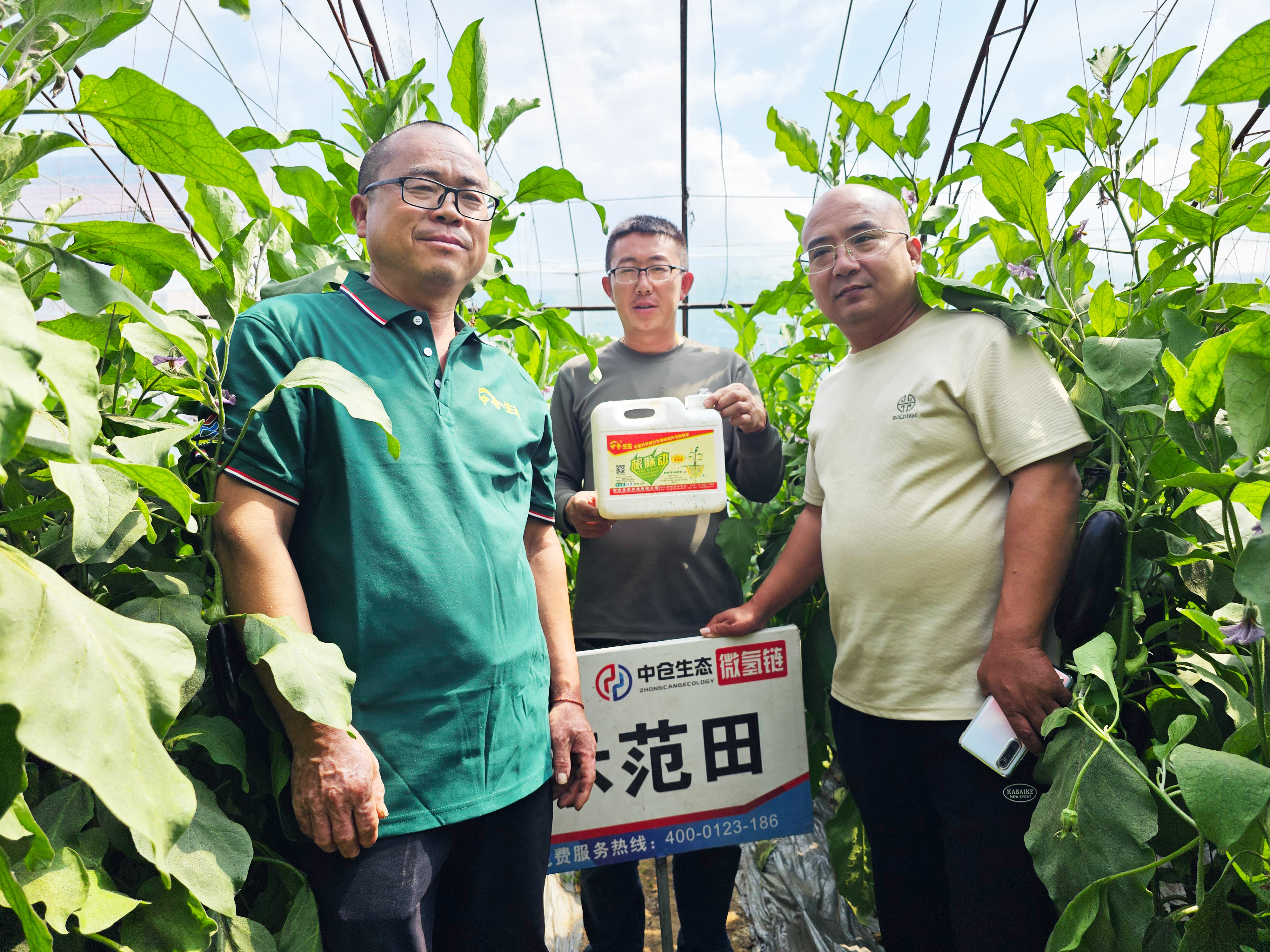 山西省陽高縣茄子