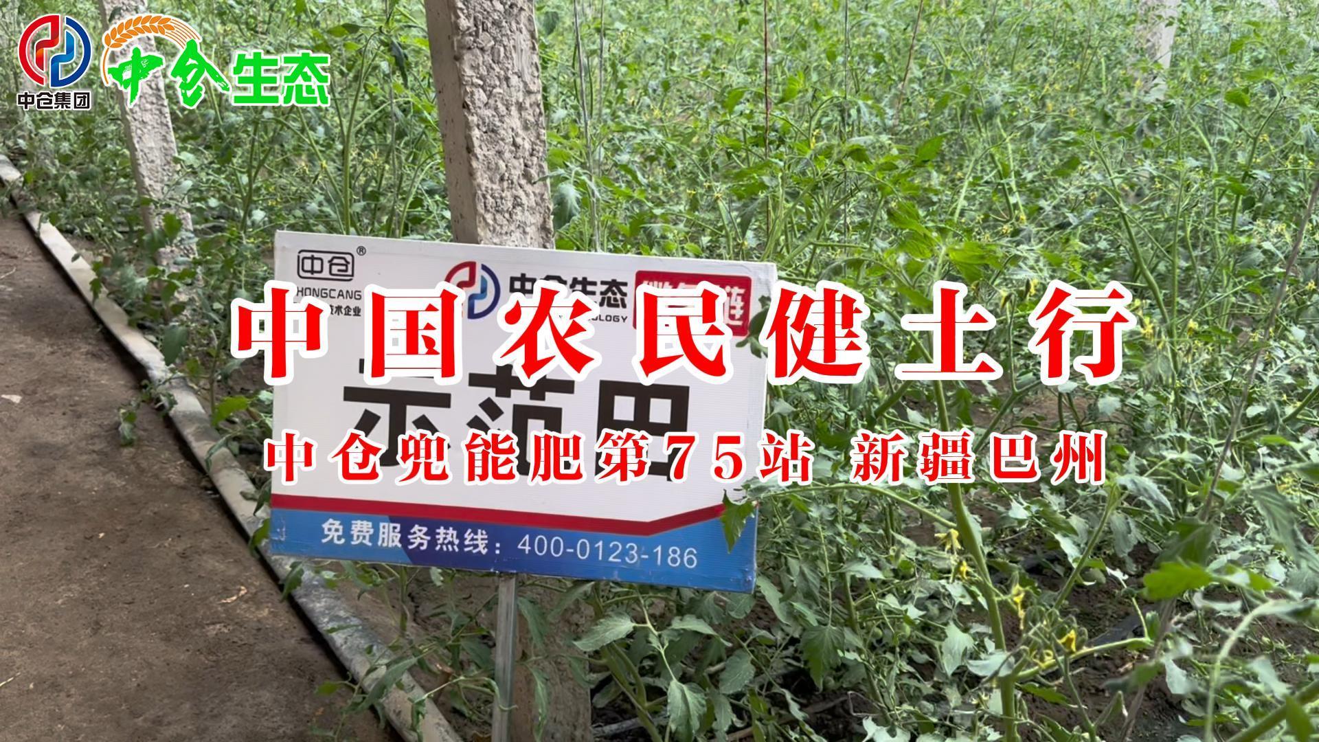 新疆自治區(qū)巴州市28團(tuán)小番茄 新疆自治區(qū)巴州市28團(tuán)小番茄