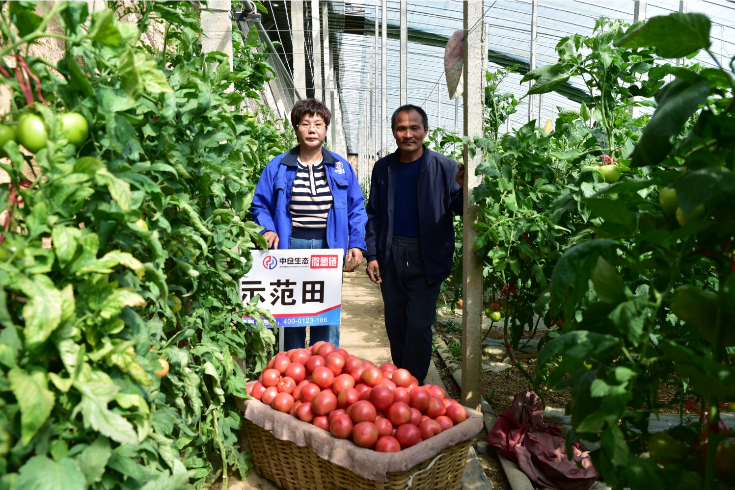 山东省禹城市市中街道石屯窦庄村西红柿