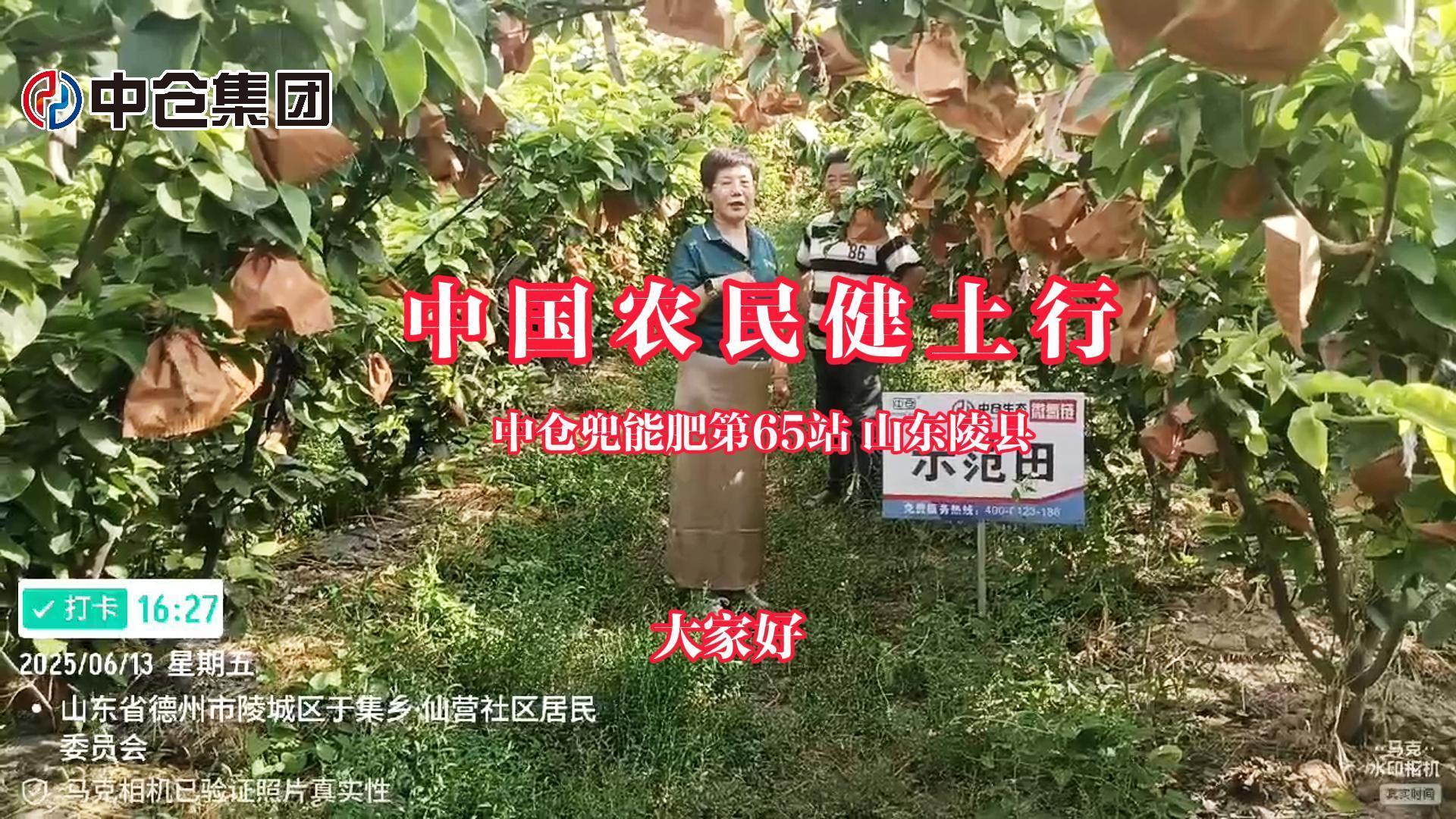 【中倉示范田】山東陵縣龐莊梨園：中倉兜能肥打造萬斤畝產品質梨