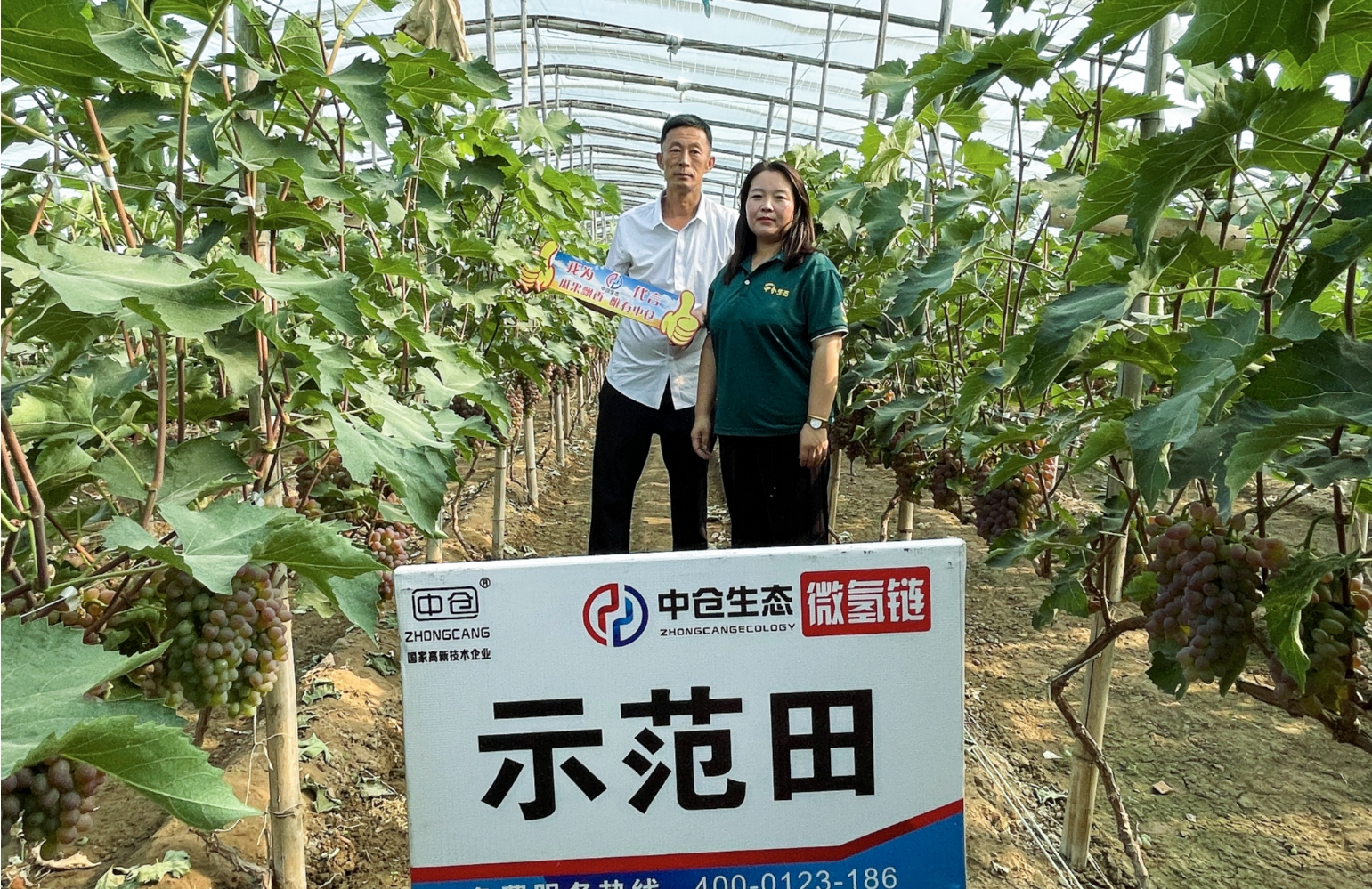 河北省衡水市饒陽縣合方村葡萄