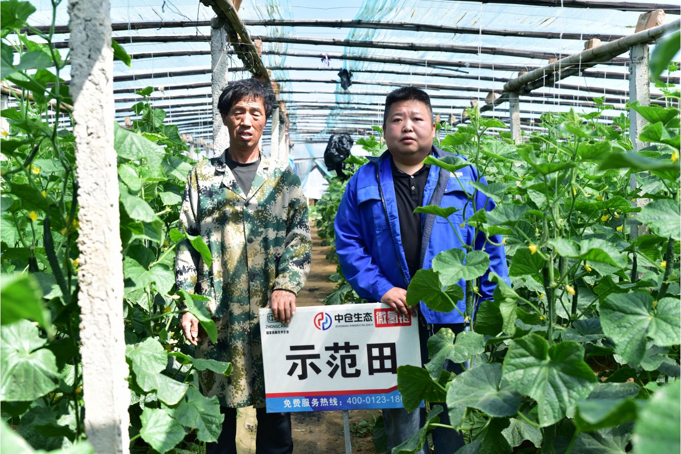 河北省保定市定兴县黄瓜