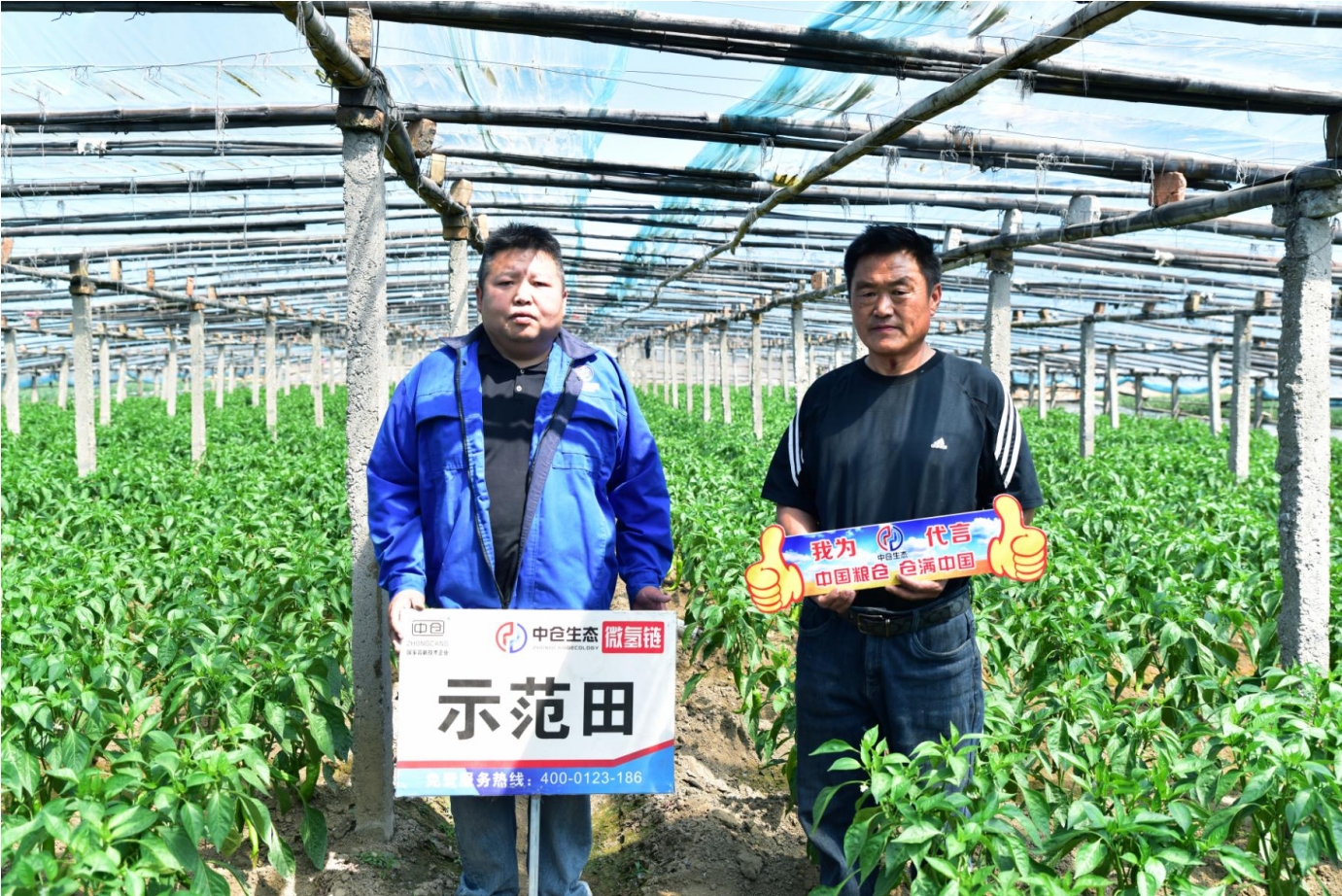 河北省保定市定兴县尖椒