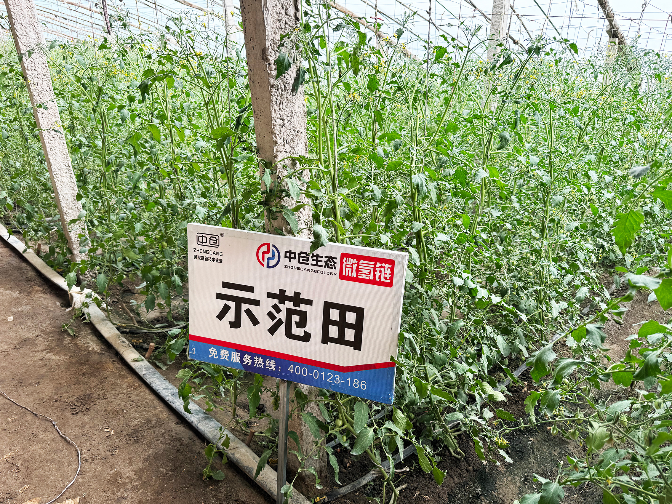 新疆自治区巴州市28团大棚小番茄
