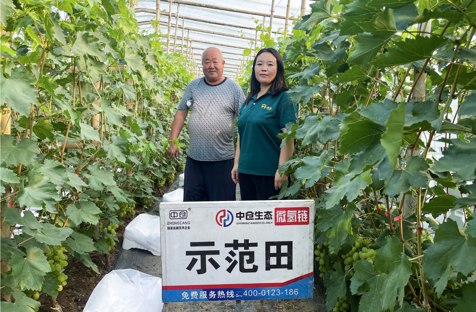 河北省衡水市饒陽縣留楚鄉東崔村葡萄