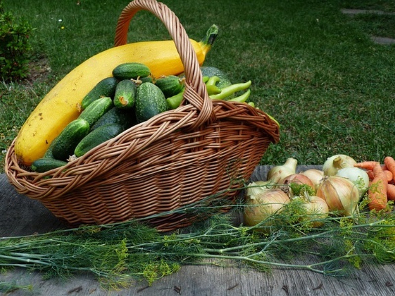 Ginger growing environmental requirements