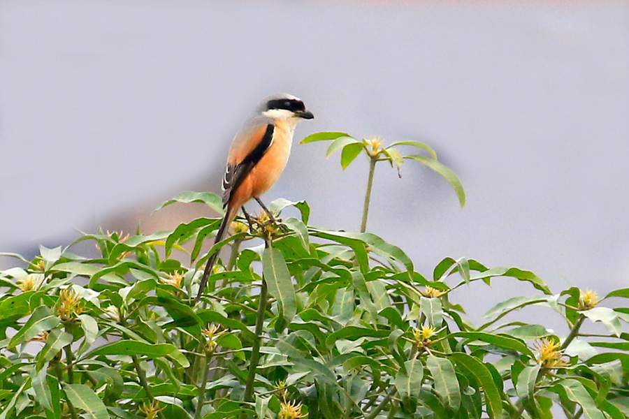 一枝独秀