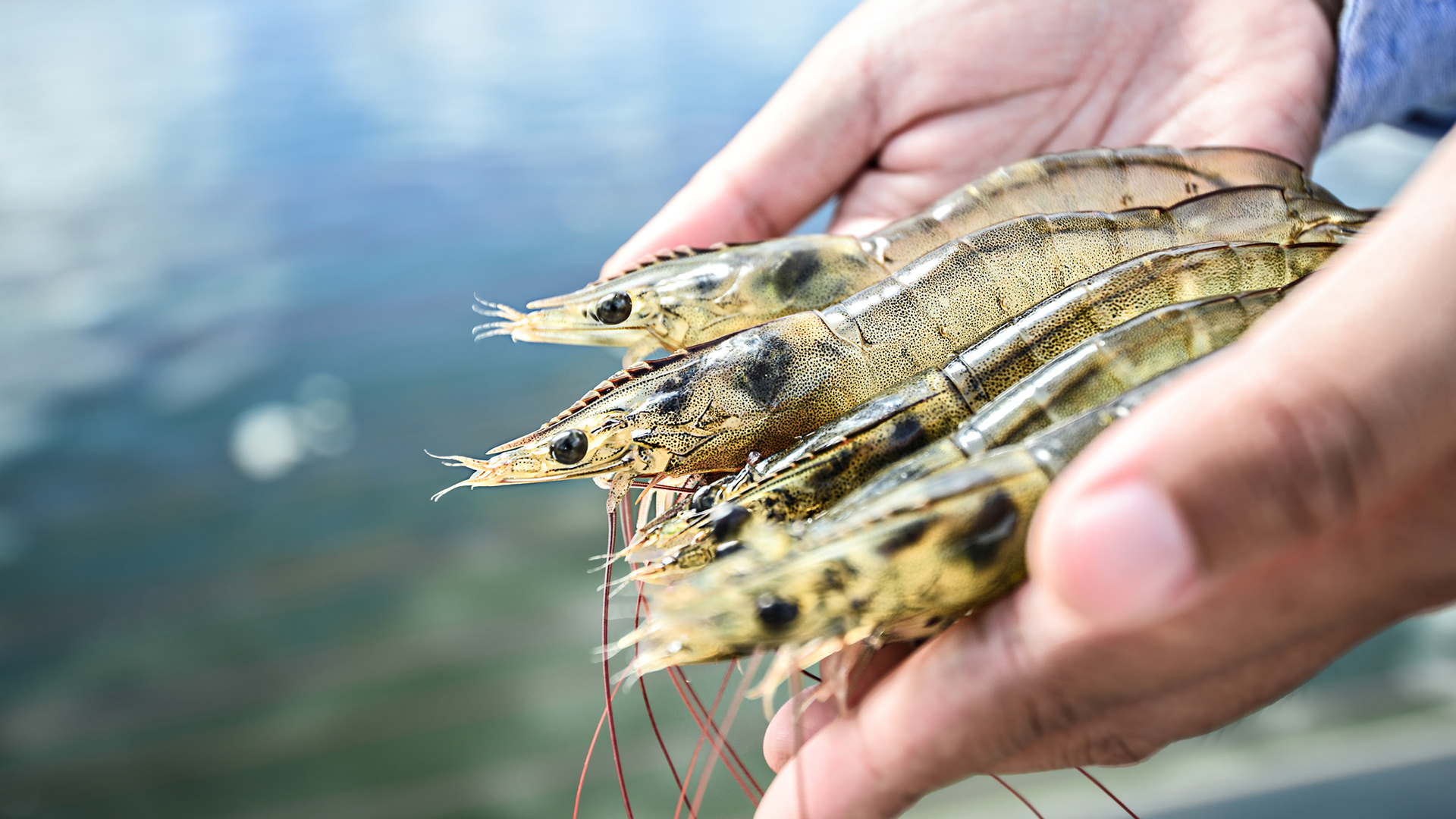 For Aquaculture For Aquaculture