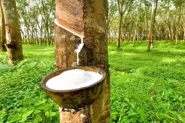 NR (Natural rubber)