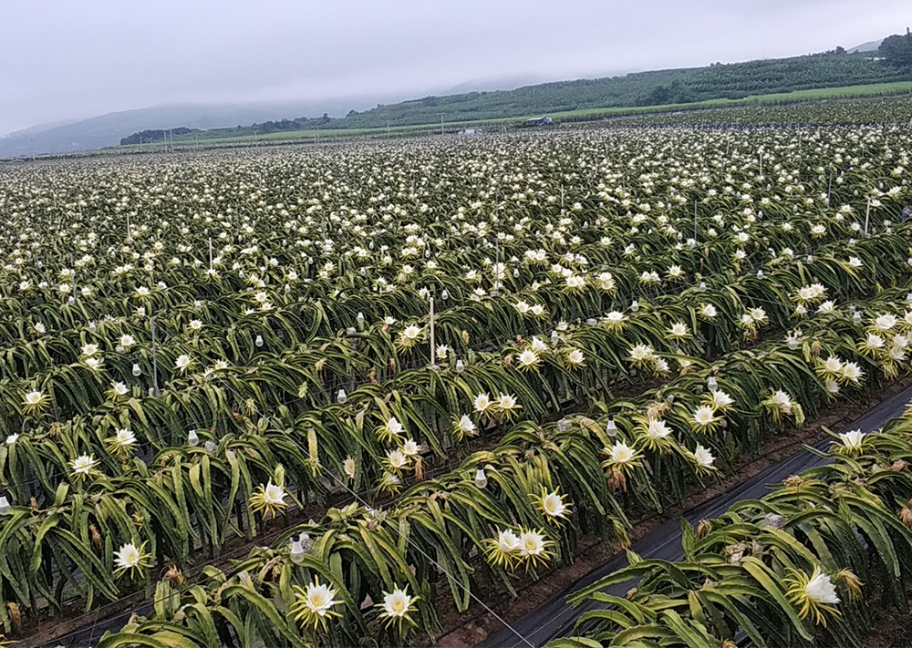 種植基地