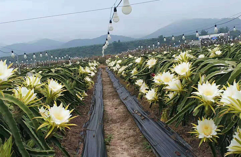 種植基地
