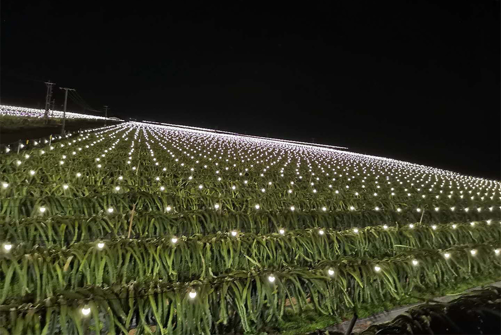 種植基地
