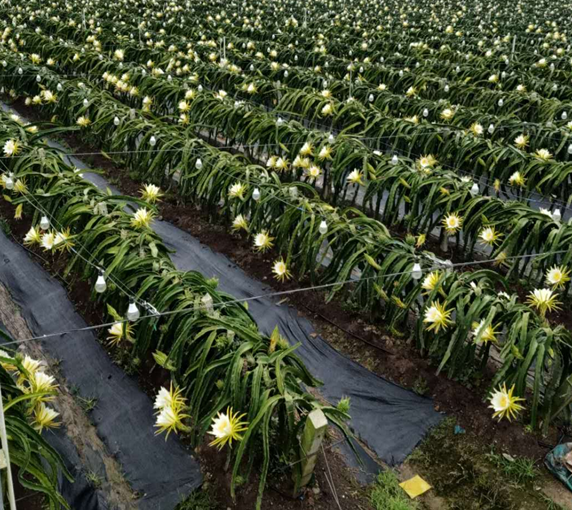 種植基地