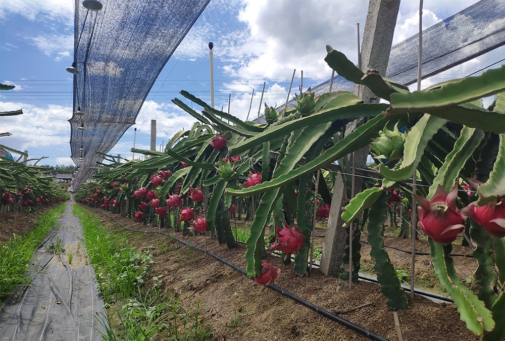 種植基地