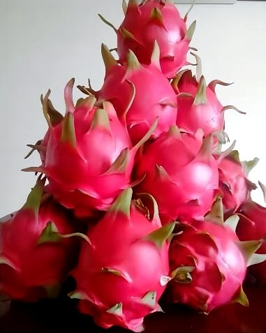 桂紅龍1號