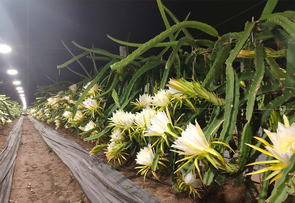 種植基地