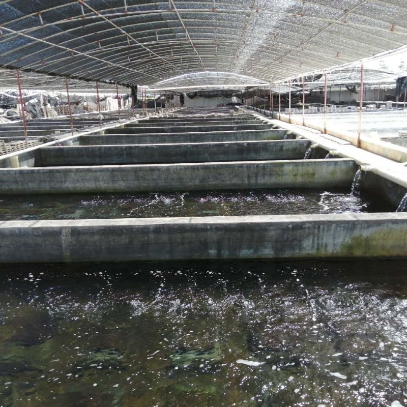 UV Lamps For Abalone Farming Water Treatment UV Lamps For Abalone Farming Water Treatment