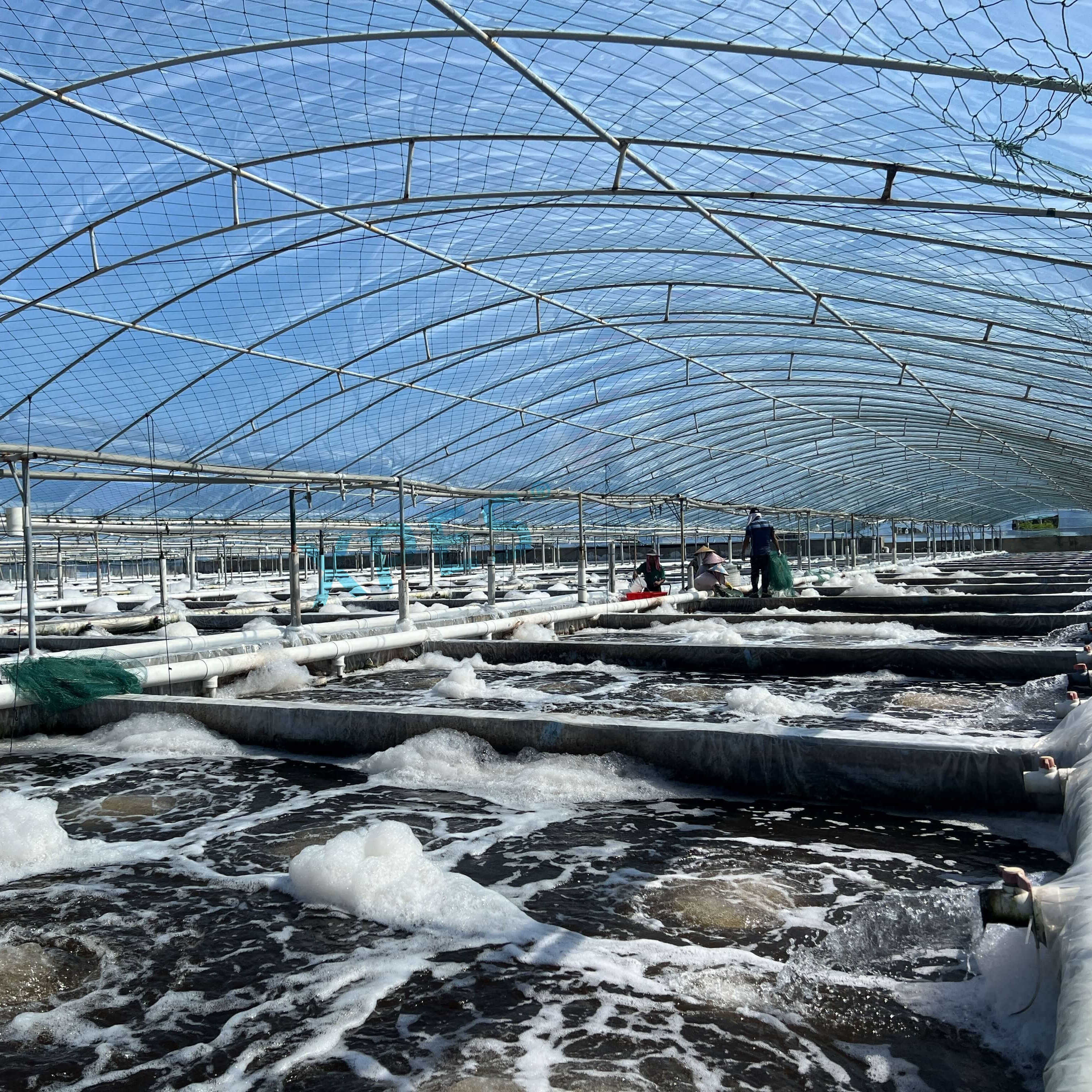UV Lamp for Shrimp Aquaculture Water Treatment UV Lamp for Shrimp Aquaculture Water Treatment