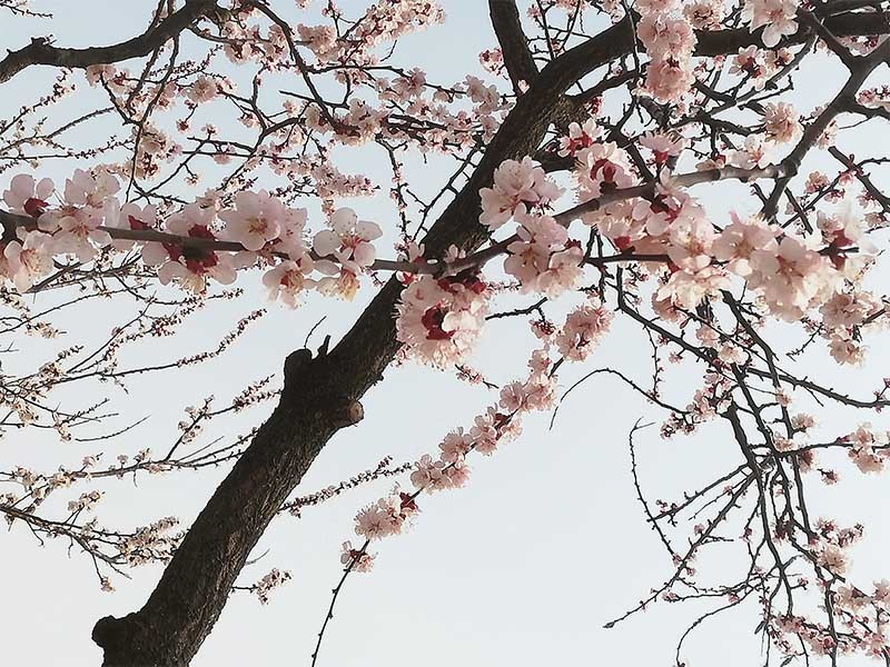 繁花盛开等你来